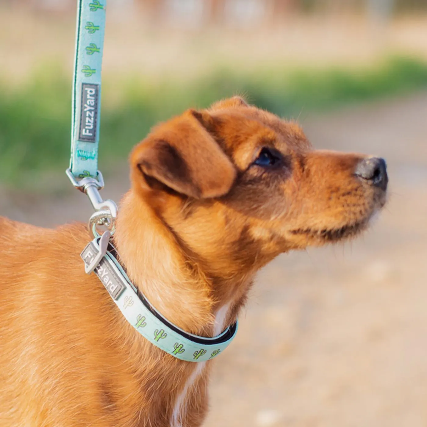 Fuzzyard Cactus Dog Collar